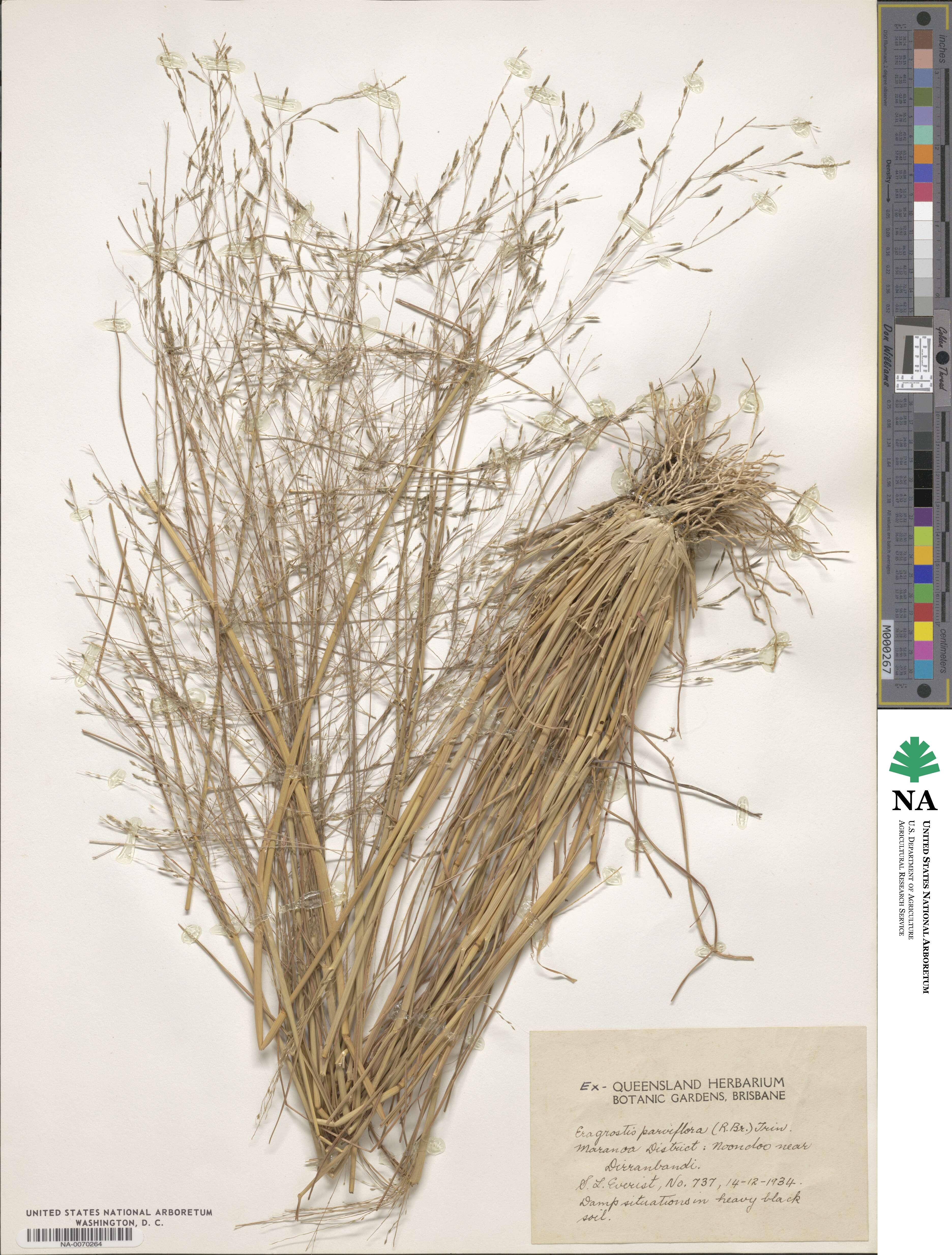 Eragrostis parviflora image