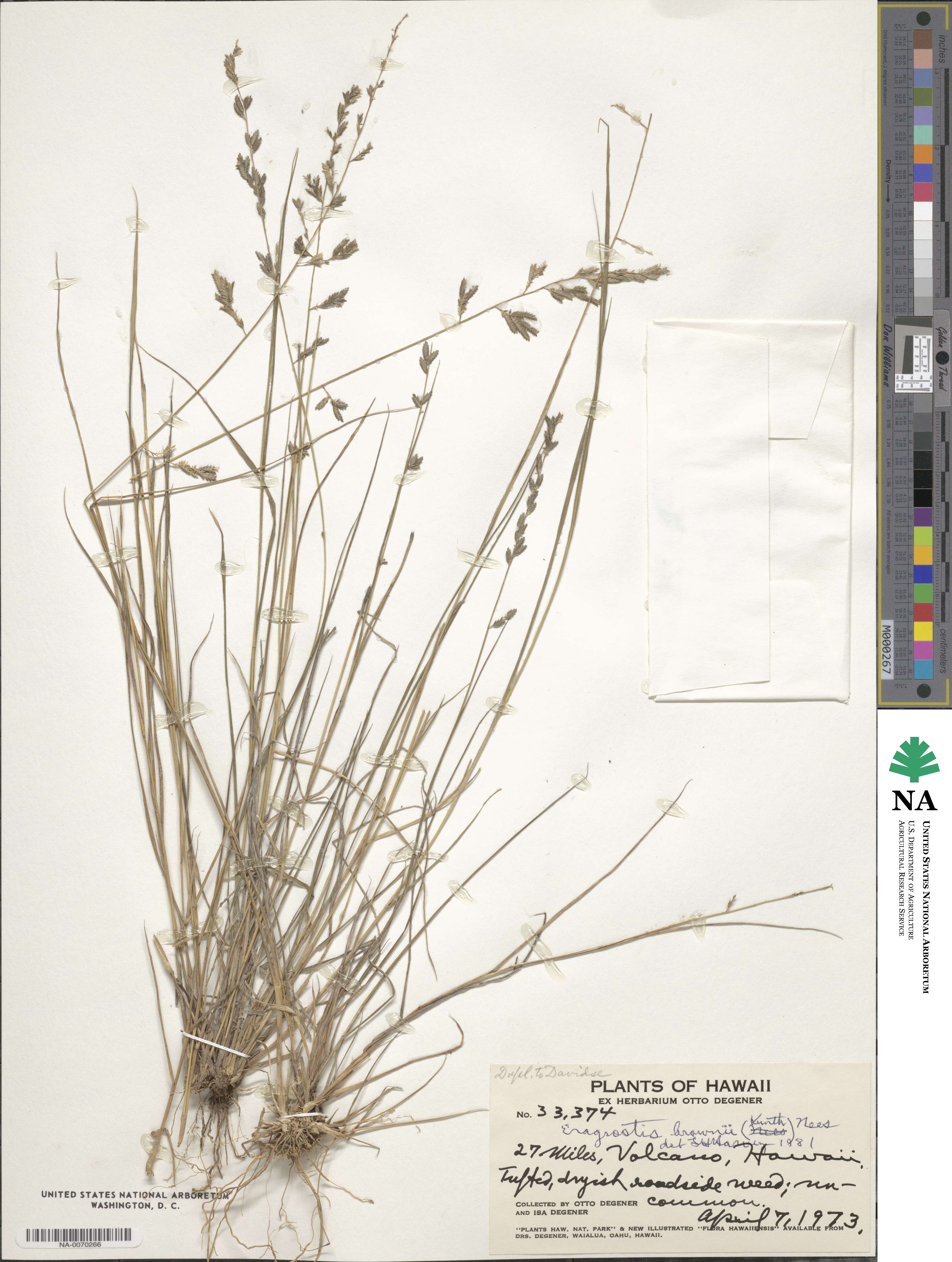 Eragrostis brownii image