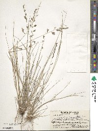 Eragrostis brownii image