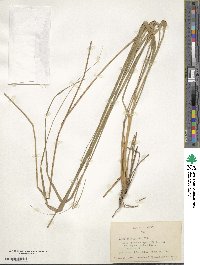 Image of Eragrostis grandis