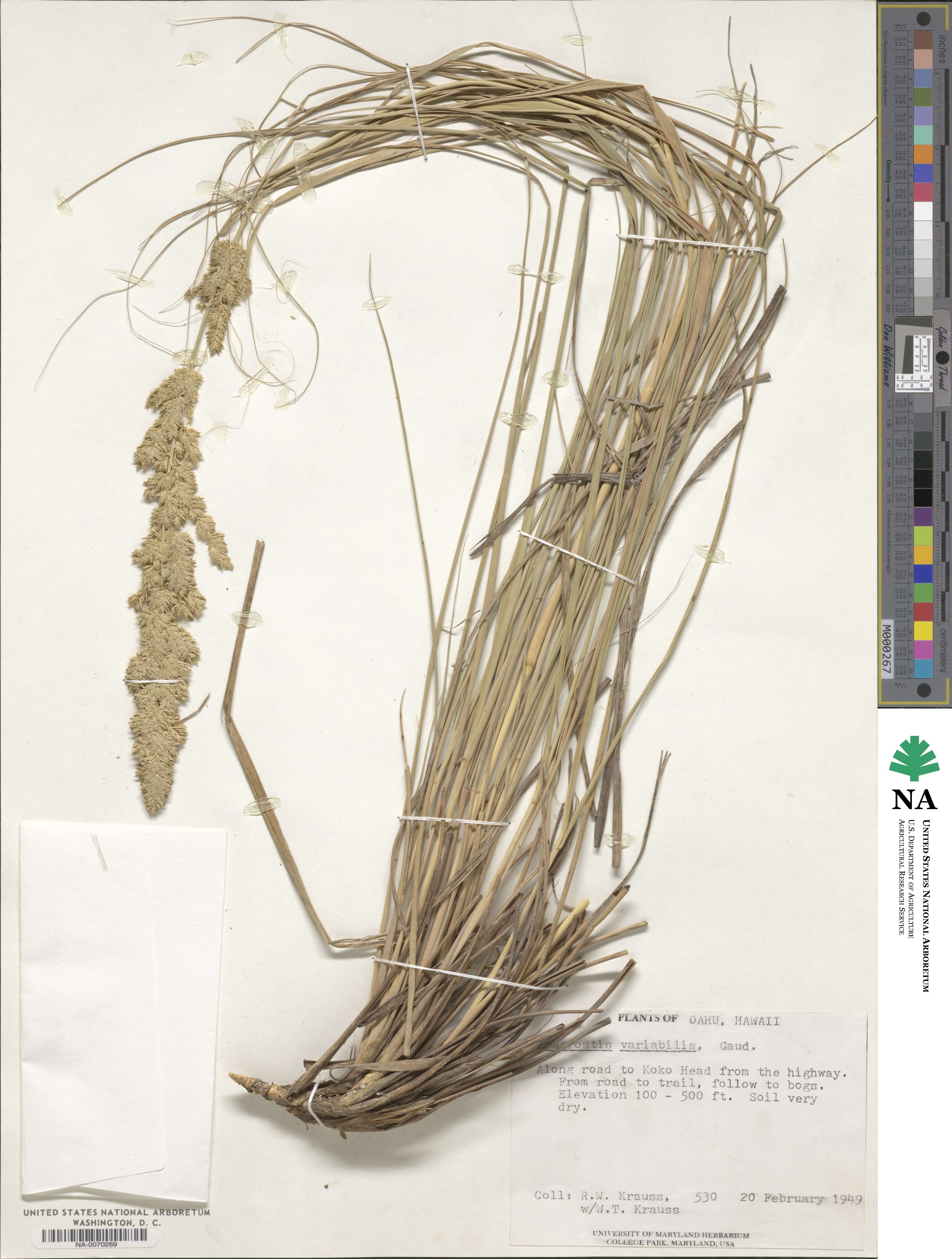Eragrostis variabilis image
