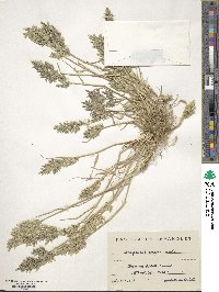 Eragrostis cilianensis image