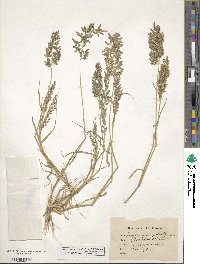 Eragrostis cilianensis image