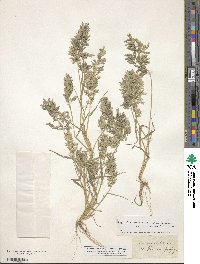 Eragrostis cilianensis image