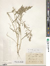 Eragrostis cilianensis image