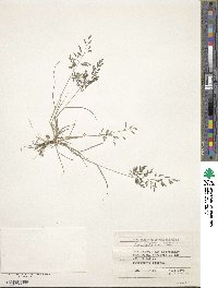 Eragrostis minor image