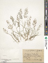 Eragrostis minor image