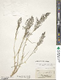 Eragrostis minor image