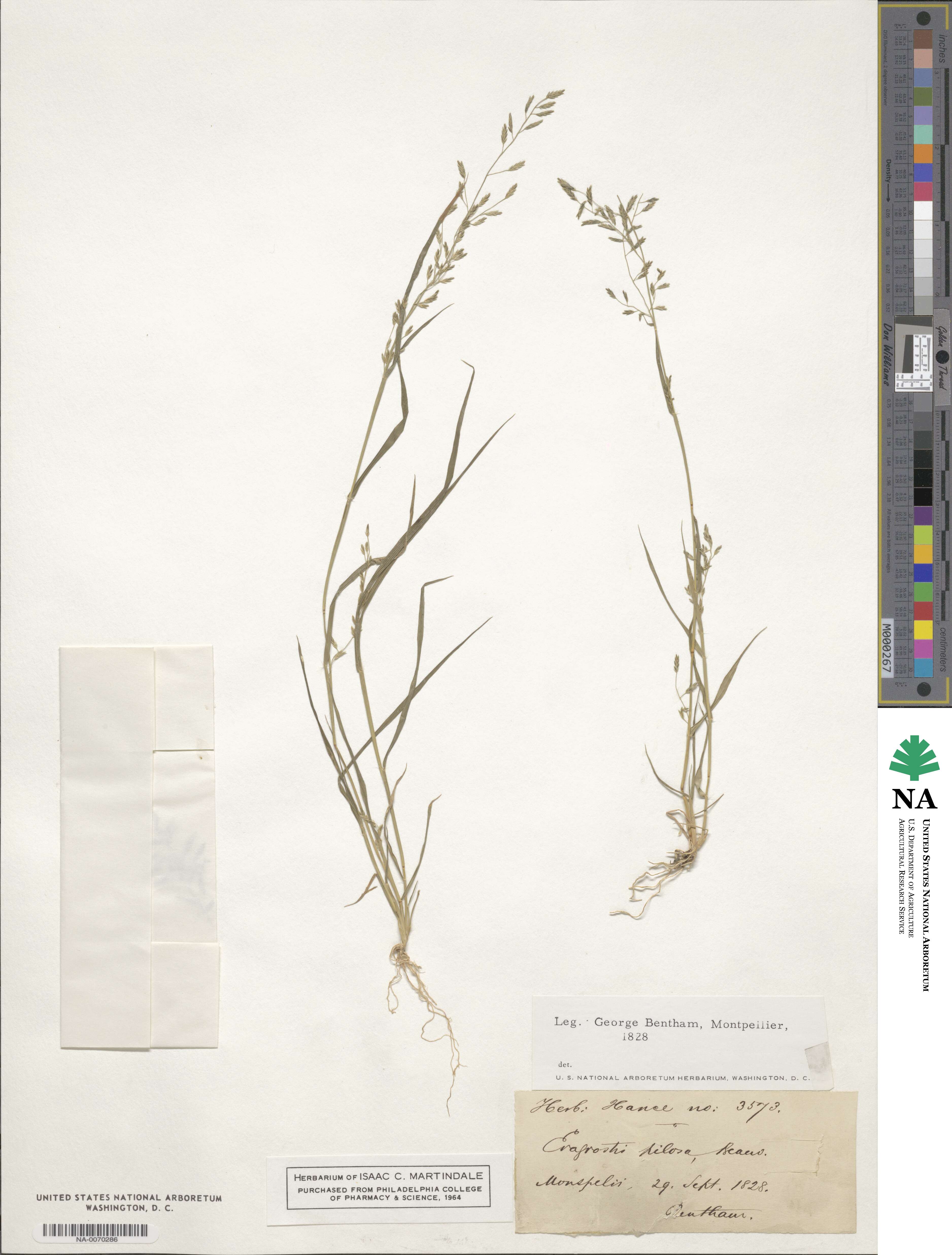 Eragrostis pilosa image