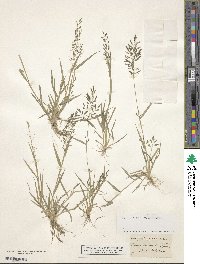 Eragrostis minor image