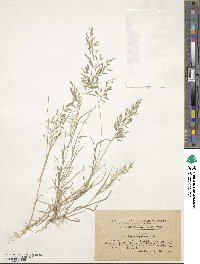 Eragrostis minor image