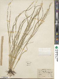 Eragrostis tef image