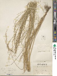 Eragrostis tef image