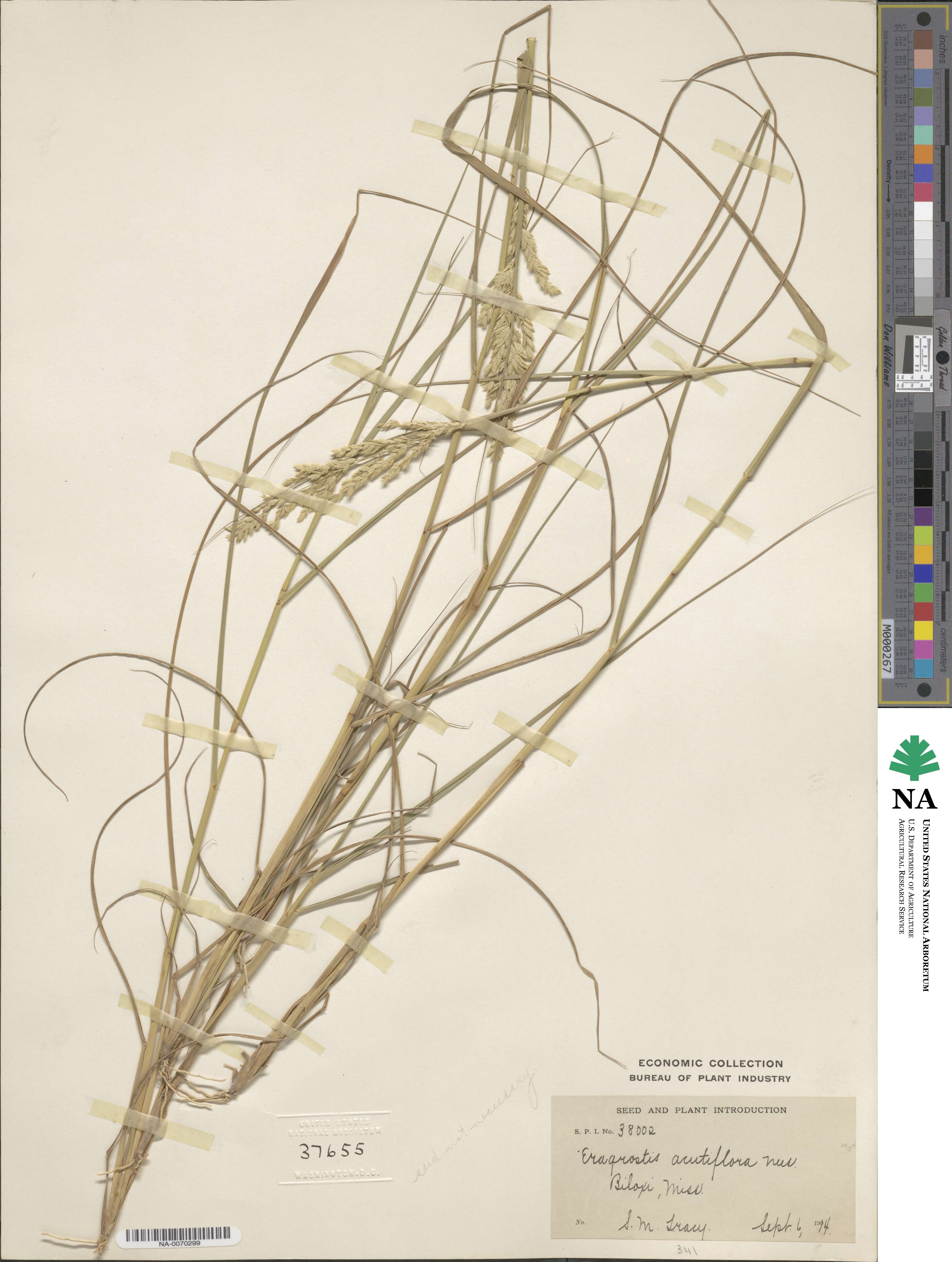 Eragrostis acutiflora image