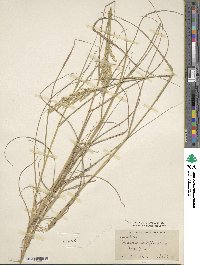 Eragrostis acutiflora image