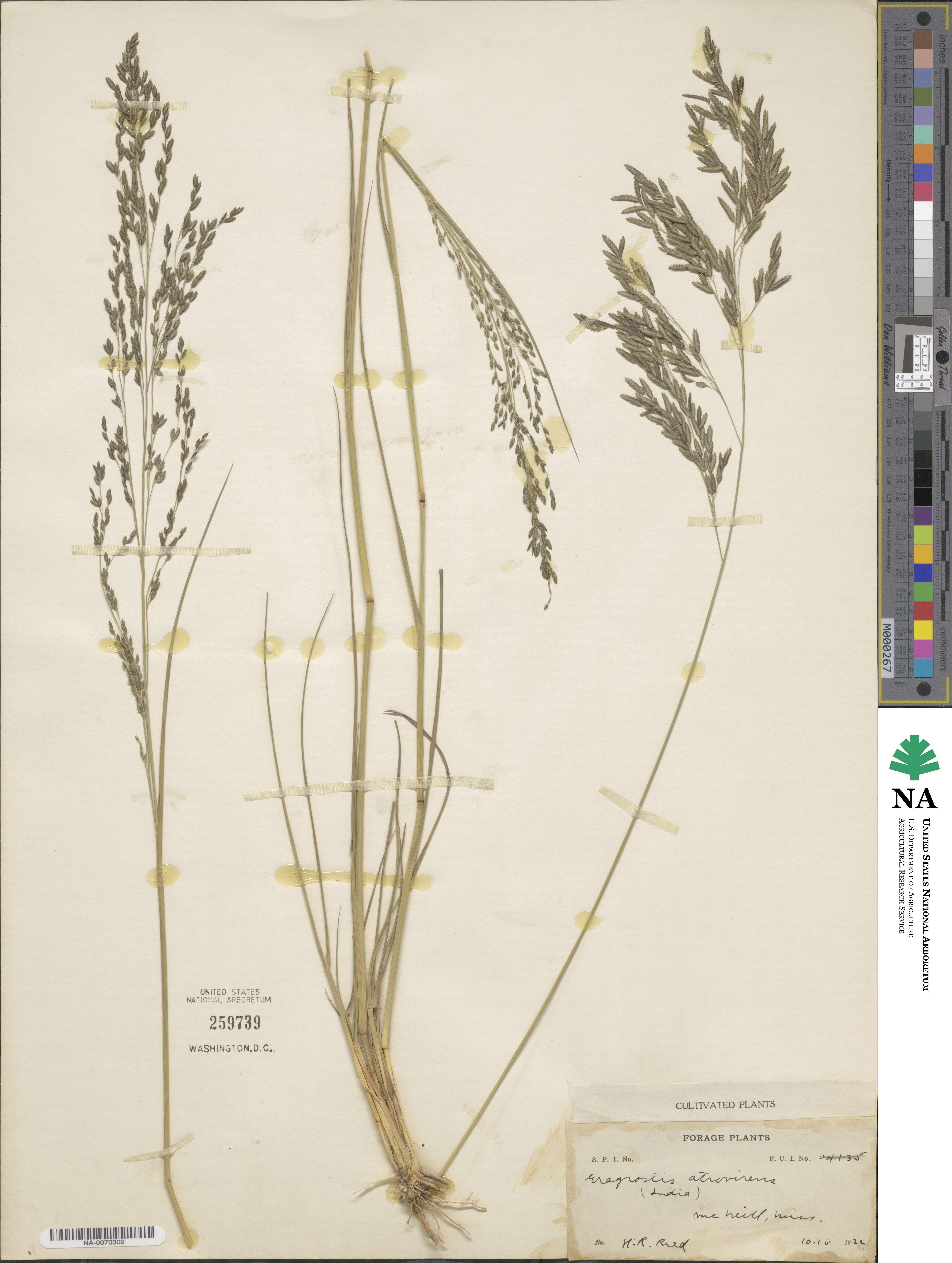 Eragrostis atrovirens image