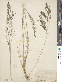 Eragrostis atrovirens image