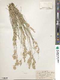 Eragrostis secundiflora image