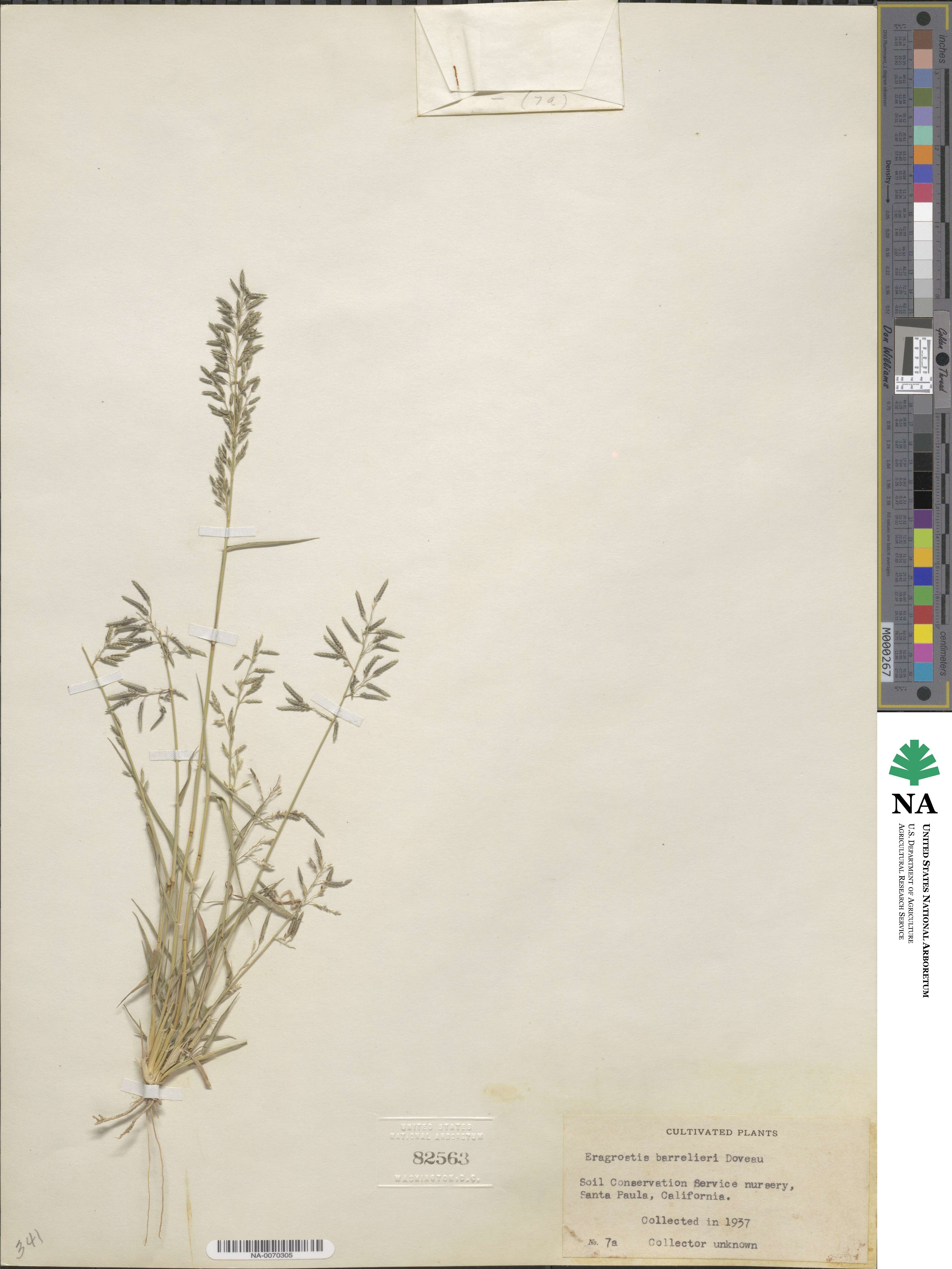 Eragrostis barrelieri image