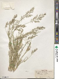 Eragrostis barrelieri image