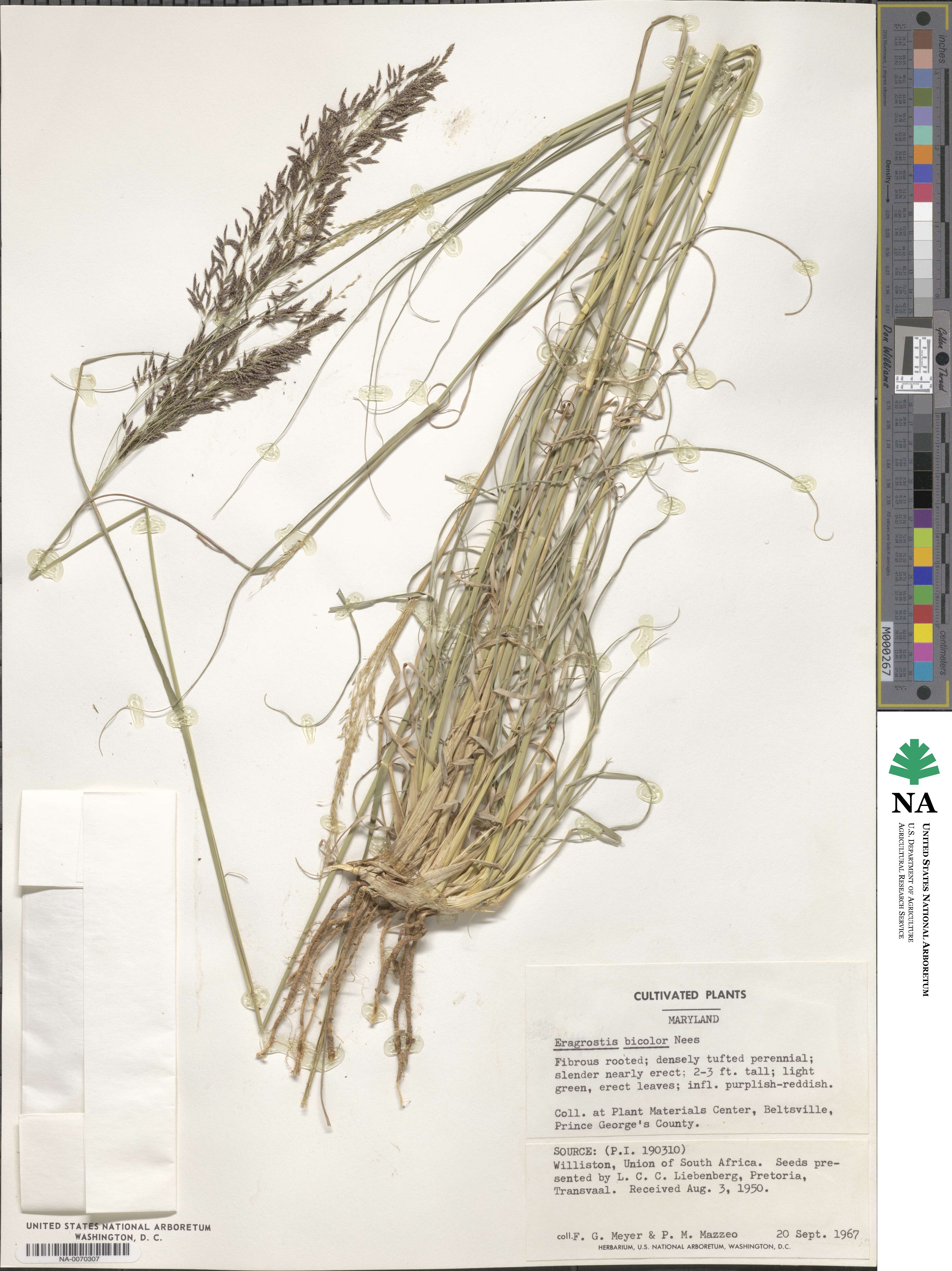 Eragrostis bicolor image