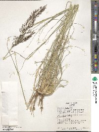 Eragrostis bicolor image