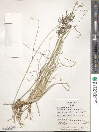 Eragrostis bicolor image