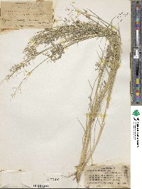 Image of Eragrostis brizantha