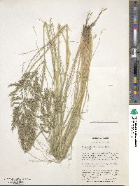 Eragrostis curvula image