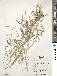 Eragrostis curvula image