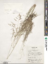 Eragrostis curvula image