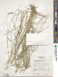 Eragrostis curvula image