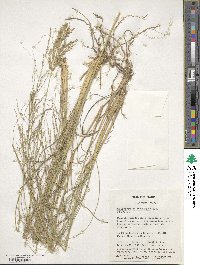 Eragrostis curvula image