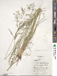 Eragrostis curvula image