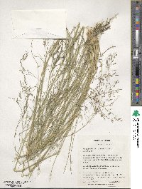 Eragrostis curvula image