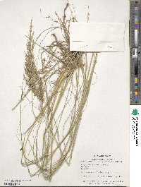 Eragrostis curvula image