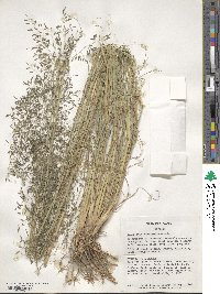 Eragrostis curvula image