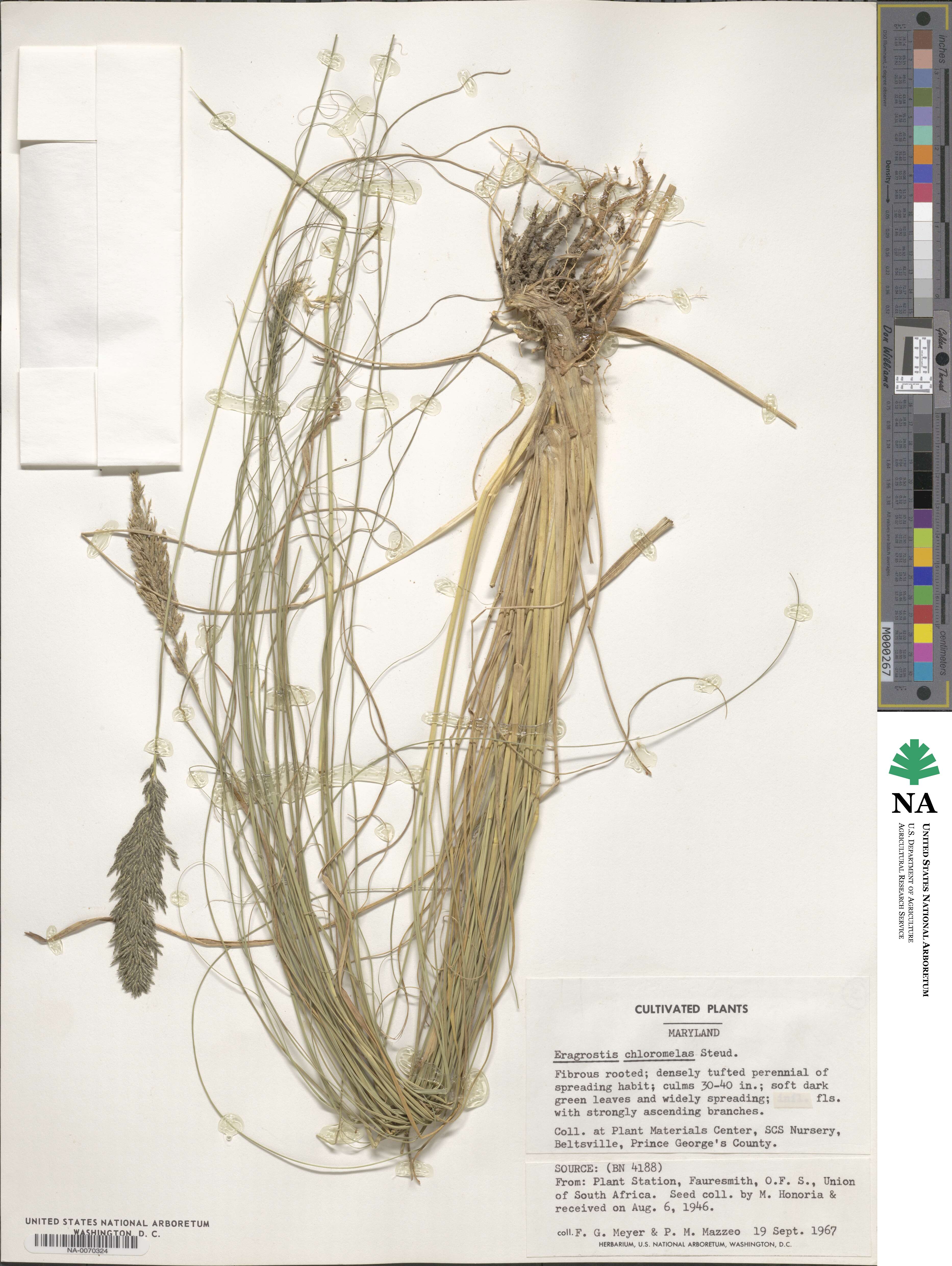 Eragrostis image