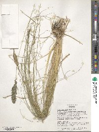 Eragrostis curvula image