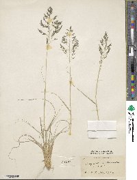 Eragrostis curvula image