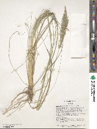 Eragrostis curvula image