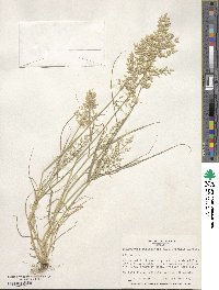 Eragrostis cilianensis image