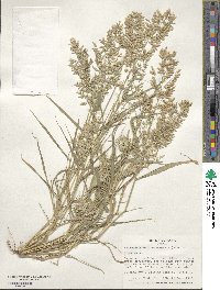 Eragrostis cilianensis image