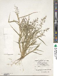 Eragrostis cilianensis image