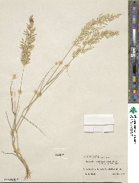 Eragrostis cilianensis image