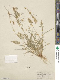 Eragrostis cilianensis image