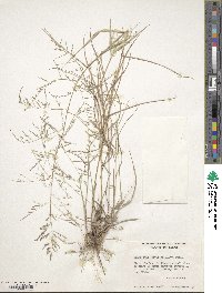 Image of Eragrostis curtipedicellata