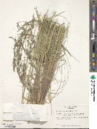 Eragrostis curvula image