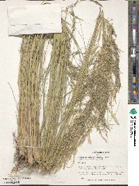 Eragrostis curvula image