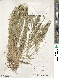 Eragrostis curvula image